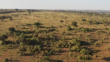 Africa-Aerial-drone-shot-of-Masai-Mara-Landscape-in-Kenya,-Beautiful-View-of-Vast-African-Scenery-from-High-Up-Above,-Wide-Angle-Establishing-Shot-Flying-Over-Trees,-Shrubland-and-Nature