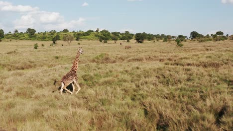 Luftdrohnenaufnahme-Von-Giraffen-Wildtier-Safari-Tieren-Und-Afrikanischer-Savannenlandschaft-In-Der-Wunderschönen-Natur-Des-Masai-Mara-Nationalreservats,-Kenia-Im-Erstaunlichen-Naturschutzgebiet-Masai-Mara-Nord