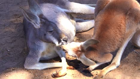 Close-up-shot-capturing-social-interaction-of-kangaroos-in-its-natural-habitat,-mother-and-young-child-red-kangaroo,-macropus-rufus,-nuzzling-and-nose-touching-each-other-to-form-a-bonding-and-care