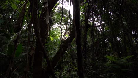 Dentro-De-La-Densa-Selva-Amazónica