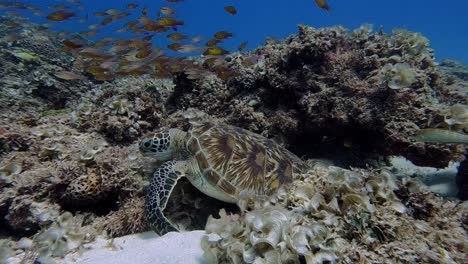 Cute-turtle-eating-sparingly-on-the-reef-under-a-school-of-tropical-fish