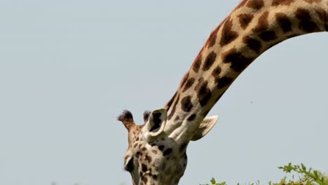 Close-up-of-Giraffe-eating-and-feeding-from-acacia-tree-in-Massai-Mara,-Kenya,-African-Wildlife-in-Maasai-Mara-National-Reserve,-Kenya,-Africa-Safari-Animals-in-Masai-Mara-North-Conservancy