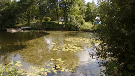 wide-shot-of-sunny-lake-and-water-Lily-pads-with-foliage-and-tree-in-foreground-and-Background