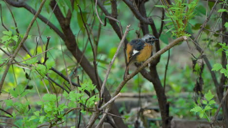 Daurian-Redstart-Preen-Feathers-Perched-on-Dried-Bush-Twig,-Puff-Up