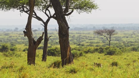 Slow-Motion-of-Leopard-Walking-Prowling-and-Stalking-Through-Long-Grass-Towards-a-Tree,-Masai-Mara-African-Safari-Animal-Wildlife-with-Beautiful-Maasai-Mara-National-Reserve-Landscape-in-Kenya-Africa