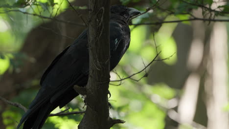 Large-billed-Crow-or-Jungle-Crow-Perched-on-Tree-Branch-Looking-Around-and-Fly-Away-in-Slow-Motion
