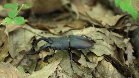 Japanese-Stag-Beetle-Crawl-in-a-Forest---Closeup