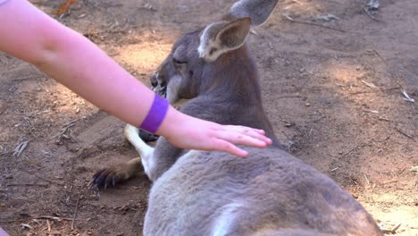 A-young-child-gently-pat-on-the-back-of-a-sleepy-red-kangaroo,-macropus-rufus-lying-on-the-ground-in-wildlife-sanctuary,-close-up-shot
