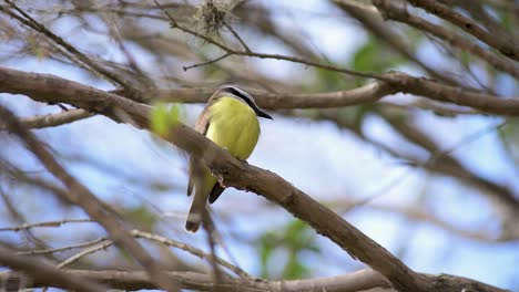 Bird-of-the-species-Great-Kiskadee-perched-on-a-tree-branch