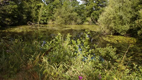wide-shot-of-lake-with-foliage-and-tree-in-foreground-and-Background