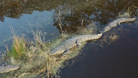 Großer-Alligator-Ruht-In-Der-Nähe-Des-Sees