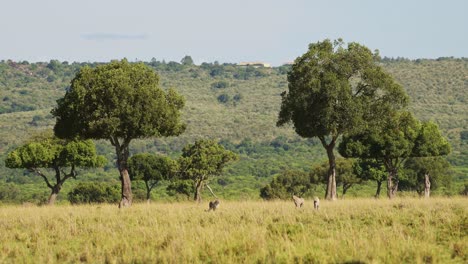 Slow-Motion-of-Cheetah-Family-Walking-in-Long-Savanna-Grass-in-Masai-Mara,-Kenya,-Africa,-African-Wildlife-Safari-Animals-in-Maasai-Mara,-Amazing-Beautiful-Animal-in-Savannah-Landscape-Scenery