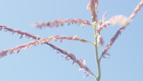 Slow-motion-closeup-of-corn-flower-tassel-blowing-in-the-wind-with-a-blue-sky