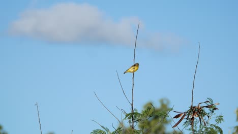 Hermoso-Pájaro-Amarillo-Balanceándose-En-Una-Rama-En-El-Viento