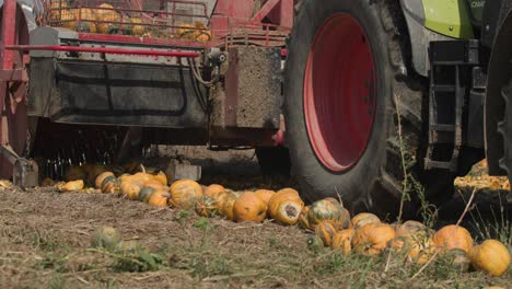 Mechanical-Harvester-Collecting-Pumpkins-in-Field,-Closer-View