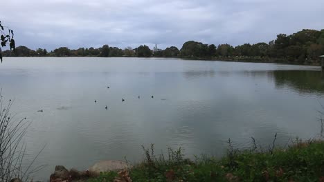 Blick-Auf-Den-See-An-Einem-Herbsttag-Mit-Schwimmenden-Enten,-Lake-Monger-Perth