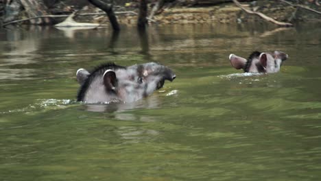 Brasilianischer-Tieflandtapir-Schwimmt-Mit-Seinen-Jungen-Zum-Flussufer