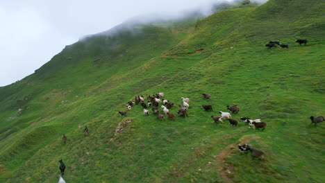 Yaks-and-Mountain-goats-run-forward-speeding-drone-shot-Nepal,-greenery,-hills,-landscapes,-fogs,-cloudy,-trekking-trail,-cinematic-and-magical-view-4K
