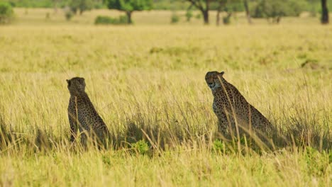 Two-Cheetahs-lying-and-sitting-in-the-shade-of-an-acacia-tree-in-the-masai-mara-savannah-grasslands,-African-Wildlife-in-Maasai-Mara-National-Reserve,-Kenya,-Africa-Safari-Animals
