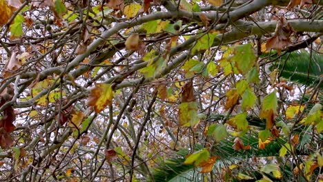 Herbstblätter-Wehen-Im-Wind,-Unter-Dem-Baum-Betrachtet