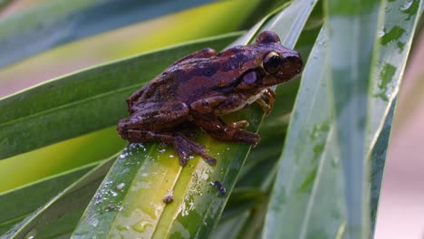 This-is-a-static-video-of-a-Cuban-Tree-Frog-sideways-on-some-plant-leaves