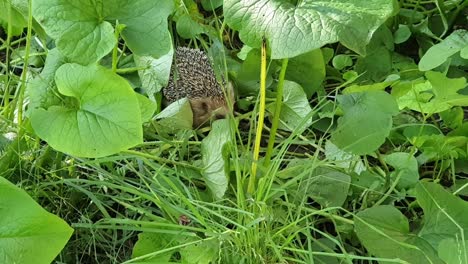 friendly-hedgehog-comes-out-from-green-bush-to-look-around-and-say-hi