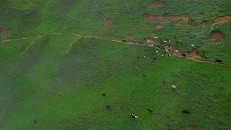 Luftaufnahme-Der-Grünen-Landschaft-Nepals-Yaks-Und-Bergziegen-Laufen-Auf-Trekkingpfaden,-Wie-Ameisen,-Nebel,-Wolken,-Verstreute-Tiere,-Grün,-Heilende-Natur-4k