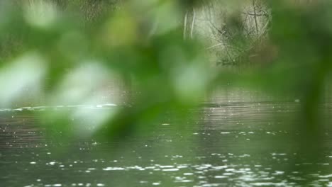 Riesenotter-Schwimmen-Im-Abgelegenen-Dschungel-Von-Guyana-Auf-Der-Suche-Nach-Nahrung