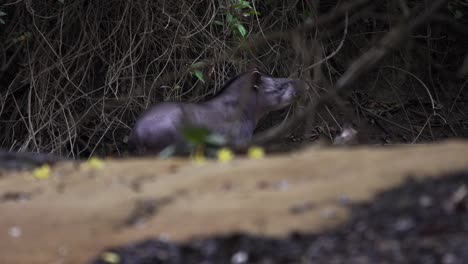 Seltener-Brasilianischer-Tapir,-Der-Sich-Von-Blättern-Entlang-Des-Baches-Ernährt