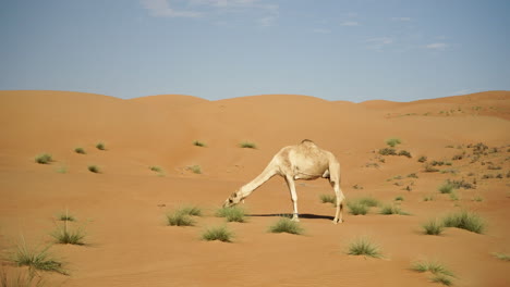 Camel-eating-in-the-Wahabi-Sands-desert-of-Oman,-Arabia