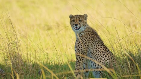 Guepardo-Solo-Bajo-La-Sombra-De-Un-árbol-De-Acacia-Enfriándose,-Lejos-Del-Brillante-Sol-De-Kenia,-Vida-Silvestre-Africana-En-La-Reserva-Nacional-De-Masai-Mara,-Kenia,-Animales-De-Safari-Africanos-En-Masai-Mara