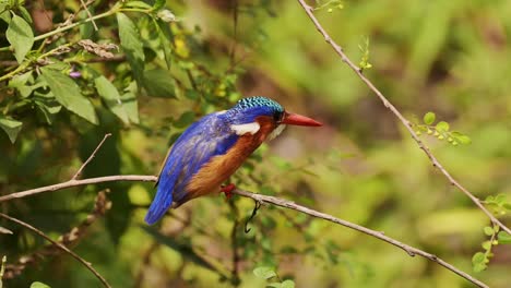 Pájaro-Martín-Pescador-De-Malaquita,-Hermosos-Pájaros-Africanos-De-Colores-Brillantes-Posados-En-Una-Rama-En-África,-Volando-En-Vuelo-Despegando-Posados-En-Una-Rama-En-Un-Safari-De-Vida-Silvestre,-Aves-De-Kenia