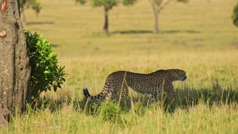Gepardenwandern,-Afrikanisches-Safaritier-In-Der-Masai-Mara,-Kenia-In-Afrika-In-Der-Masai-Mara,-Raubkatze,-Die-An-Einem-Heißen,-Sonnigen-Tag-Im-Schatten-Durch-Die-Graslandebene-Streift