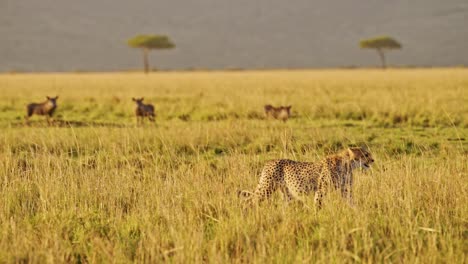 Cámara-Lenta-De-Guepardo-Cazando-Jabalíes-En-Una-Cacería-En-África,-Animales-Salvajes-Africanos-En-Un-Safari-Masai-Mara,-Kenia-En-Masai-Mara,-Increíble-Comportamiento-Animal-Bajo-La-Hermosa-Luz-Dorada-Del-Sol