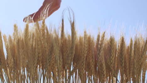 Wide-shot-of-a-hand-touching-the-tops-of-wheat-with-a-blue-sky-background