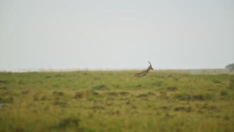 Slow-Motion-Shot-of-Antelope-running-fast-away-from-Cheetah,-predator-chasing-prey,-African-Wildlife-in-Maasai-Mara-National-Reserve,-Kenya,-Africa-Safari-Animals-in-Masai-Mara-North-Conservancy