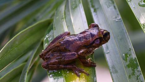 Static-footage-of-a-Cuban-Tree-Frog-on-plant-leaves