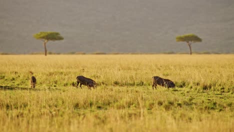 Slow-Motion-of-Warthog-Family-in-Savanna-in-Beautiful-Light-during-Cheetah-Hunting-on-a-Hunt-in-Africa,-African-Wildlife-Animals-in-Masai-Mara,-Kenya-on-Safari-in-Maasai-Mara,-Amazing-Animal-Behavior