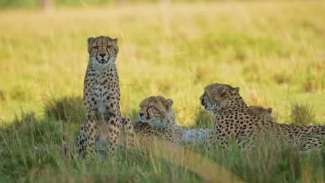 Slow-Motion-of-Cheetah-Family-of-Mother-and-Cubs-Resting-in-the-Shade-in-Hot-Weather-on-a-Sunny-Day-in-Africa,-African-Wildlife-Safari-Animals-in-Masai-Mara,-Kenya-in-Long-Grass-Savannah