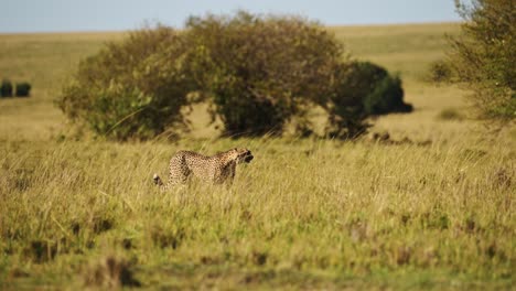 Masai-Mara-Cheetah-Walking-in-Long-Savanna-Grass,-African-Safari-Wildlife-Animal-in-Savannah-Grasses-in-Maasai-Mara,-Kenya-in-Africa,-Big-Cat-Predator-Prowling-the-Grassland-Plains