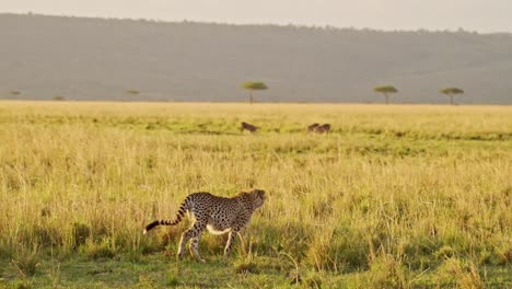 Slow-Motion-of-Cheetah-Hunting-Warthog-on-a-Hunt-in-Africa,-African-Wildlife-Animals-in-Masai-Mara-Safari,-Kenya-in-Maasai-Mara,-Amazing-Animal-Behaviour-in-Beautiful-Golden-Sun-Light