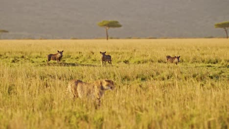 Cámara-Lenta-De-Animales-Cazando,-Guepardos-Y-Jabalíes-En-Una-Cacería-En-áfrica,-Vida-Salvaje-Africana-En-Safari-Masai-Mara,-Kenia-En-Masai-Mara,-Increíble-Comportamiento-Animal-Bajo-La-Hermosa-Luz-Dorada-Del-Sol
