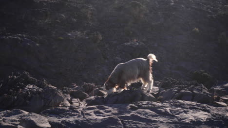 Mountain-goat-with-sunrise-in-the-Wadi-Mountains-of-Oman