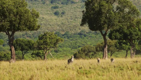 Slow-Motion-of-Maasai-Mara-Wildlife-Cheetah-Family-Walking-in-Long-Savanna-Grass,-Kenya,-Africa,-African-Safari-Animals-in-Masai-Mara,-Beautiful-Animal-in-Savannah-Landscape-Scenery
