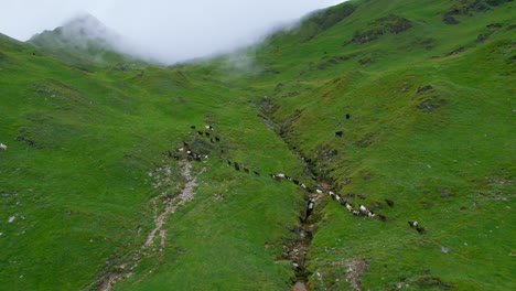 Schafe-Kehren-Nach-Hause-Zurück,-Nepal,-Grüne-Landschaft,-Wanderwege,-Himmel,-Wolken,-Nebel,-Berge,-Himmlische-Natur,-Rückwärtige-Drohnenaufnahme-4k