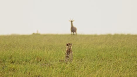 Cámara-Lenta-De-Topi-De-Caza-De-Guepardos-Bajo-La-Lluvia-En-Una-Cacería,-Animales-De-Safari-De-Vida-Silvestre-Africana-En-Masai-Mara-Cuando-Llueve-En-La-Temporada-De-Lluvias-Africana-En-Masai-Mara,-Kenia,-Comportamiento-Animal-Asombroso