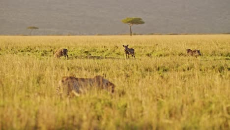 Slow-Motion-of-Cheetah-Hunting-Warthog-on-a-Hunt-in-Africa,-African-Wildlife-Animals-in-Masai-Mara,-Kenya,-Stalking-in-Long-Savanna-Grass-on-Safari-in-Maasai-Mara,-Amazing-Nature-Animal-Behaviour