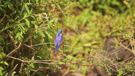 Malachite-Kingfisher-Bird,-Beautiful-Bright-Colourful-African-Birds-Perching-on-Branch-in-Africa,-Perched-on-Perch-on-a-Branch,-Branches-of-Bush-on-Wildlife-Safari-in-Masai-Mara,-Kenya-Birdlife