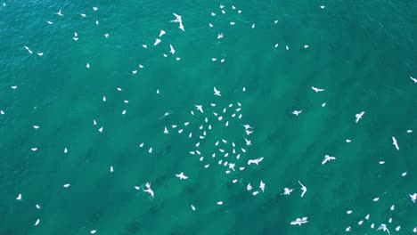 Migrating-seabirds-flock-over-the-ocean-surface-chasing-and-feeding-on-school-of-fish