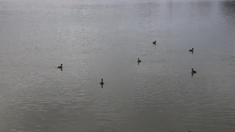 Ducks-Dipping-Underwater-And-Splashing-On-Lake-In-Winter